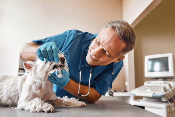 Best 24-Hour Emergency Dental Care in Adwolf, VA